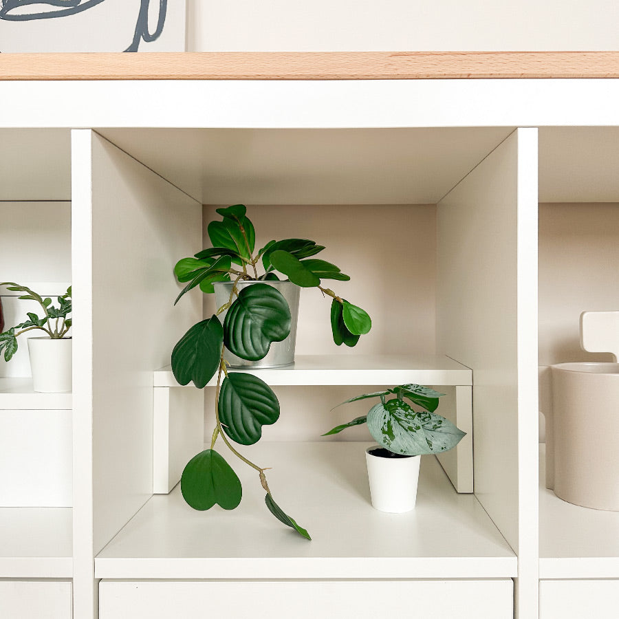 Der DVD Regaleinsatz eignet sich auch für Dekoobjekte, wie zum Beuspiel kleine Topfpflanzen.